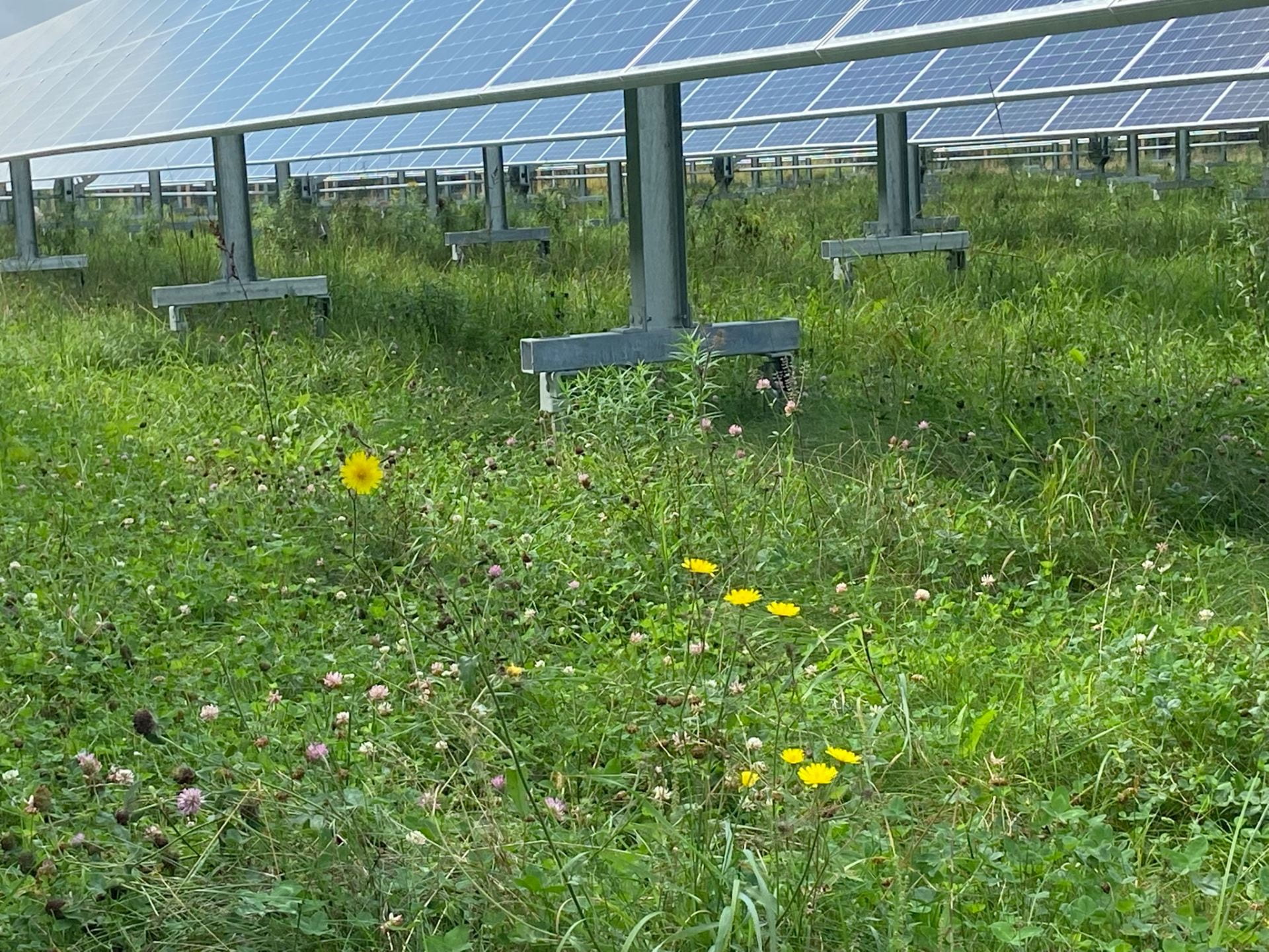 Clover and wildflowers growing under solar panels. Credit: Penn State MCOR
