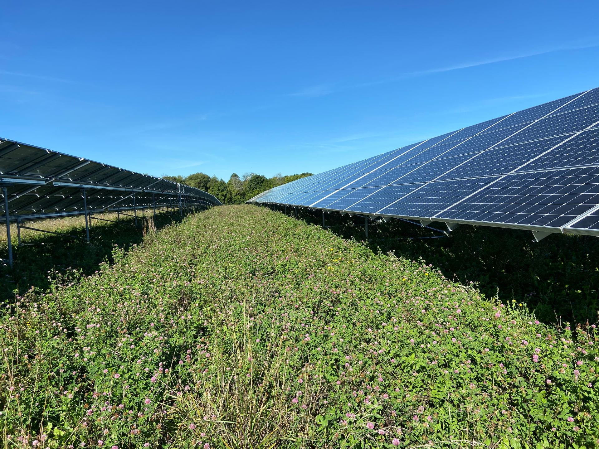 Looking down 2 long rows of large solar panels, with clover growing between the rows. Credit: Penn State MCOR