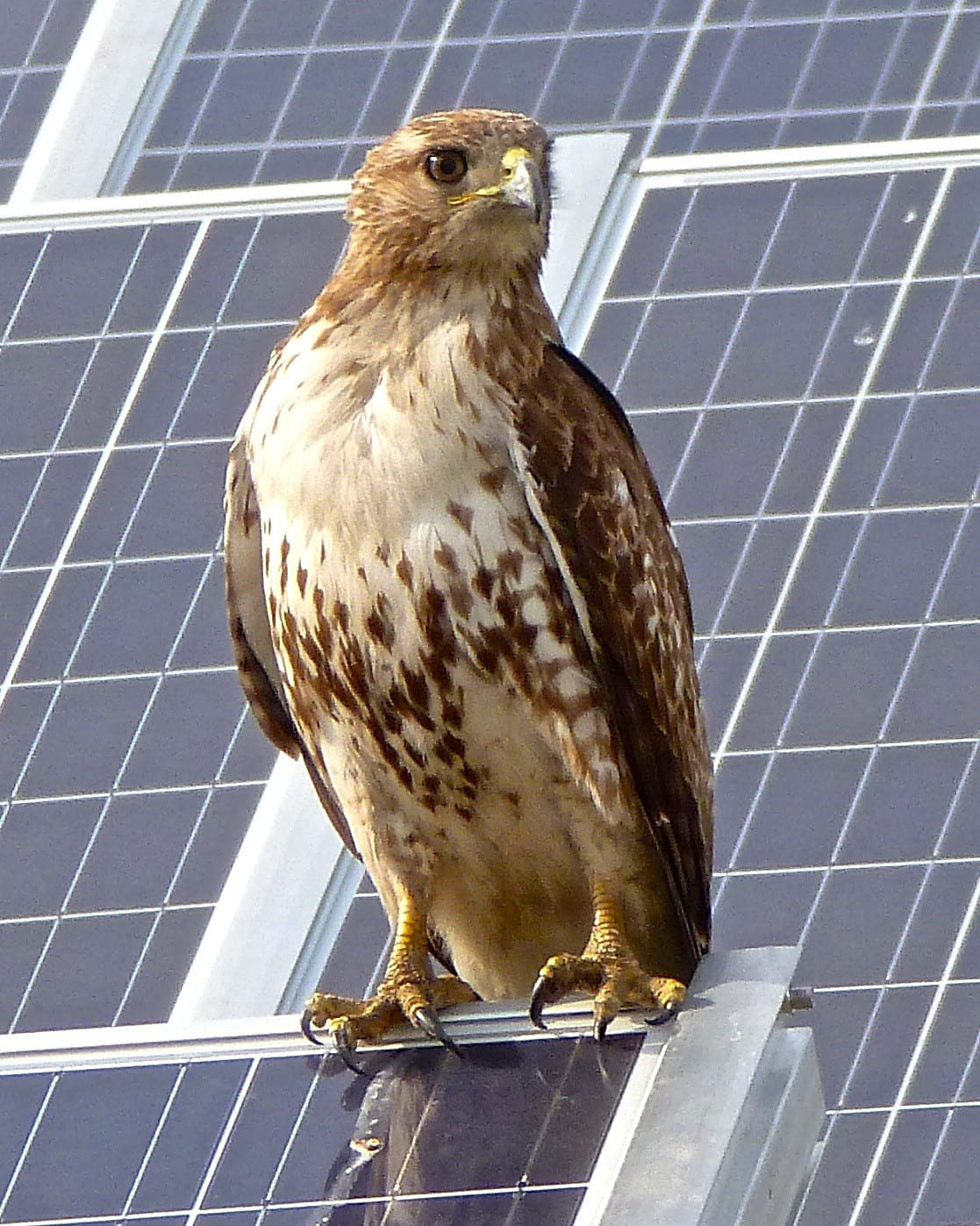 Red-tailed hawk perched on the edge of a solar panel. Credit: Deb Nystrom, Flickr, Licensed under CC BY 2.0