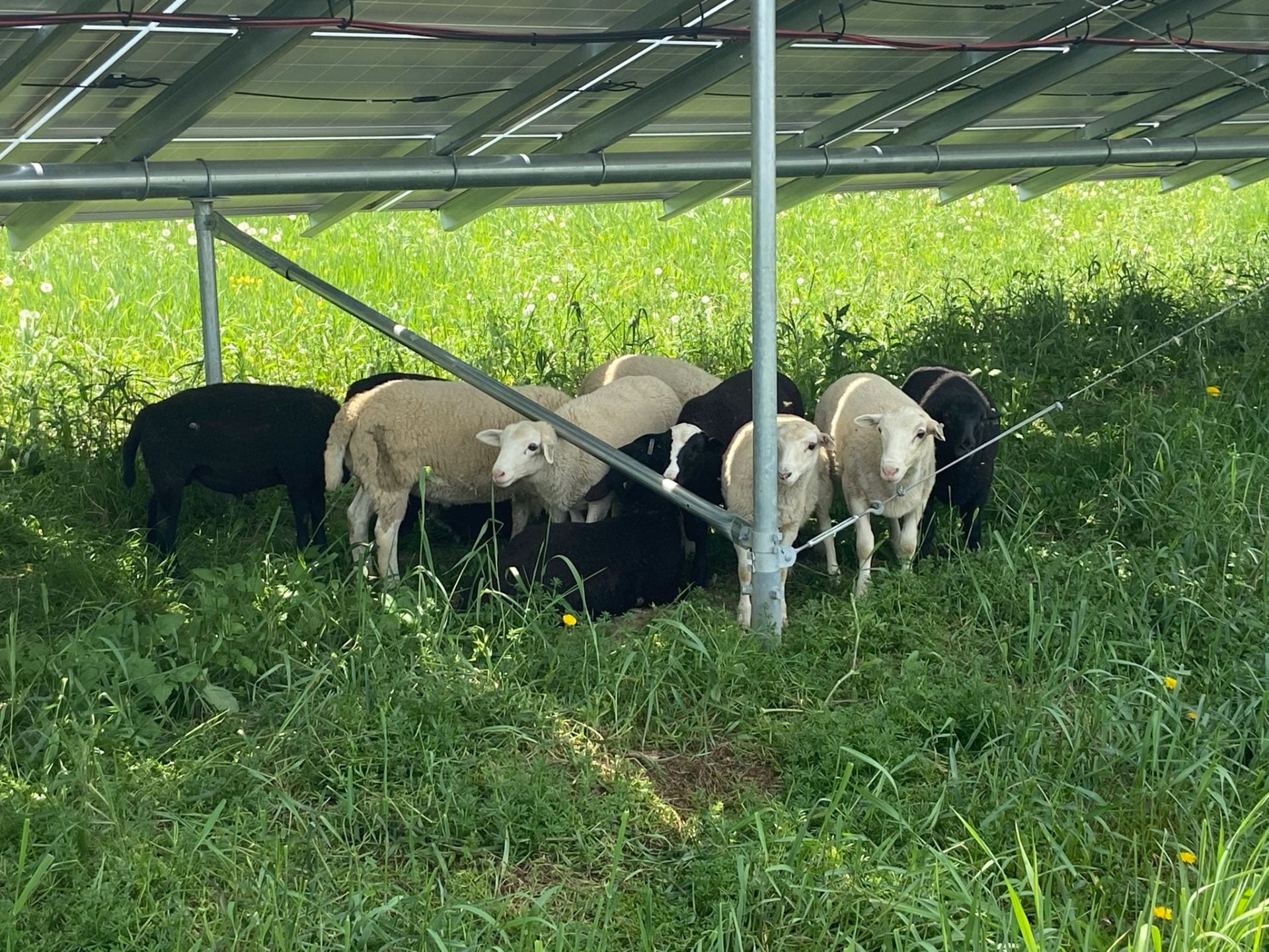 Sheep take a break from munching on vegetation at the Nittany 1 solar array in Pennsylvania. Credit: Penn State MCOR