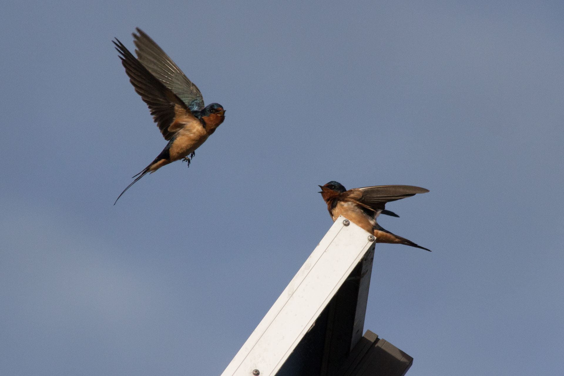 One barn swallow sits on a solar panel; another flies in. Credit: Don McCullough, Wikimedia Commons, CC 2.0, https://commons.wikimedia.org/wiki/File:Squabble_-_Flickr_-_Don_McCullough.jpg