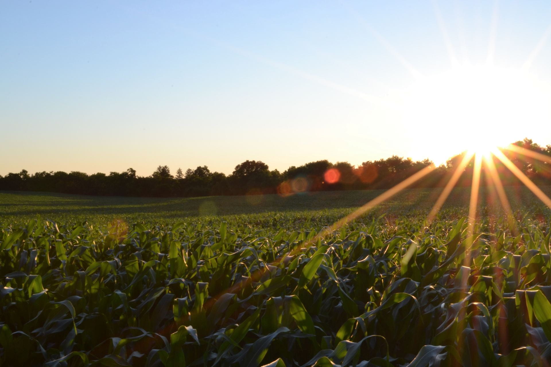 Sun over a corn field. Credit: Jake Gard, Unsplash, https://unsplash.com/photos/CetB-bTDBtY