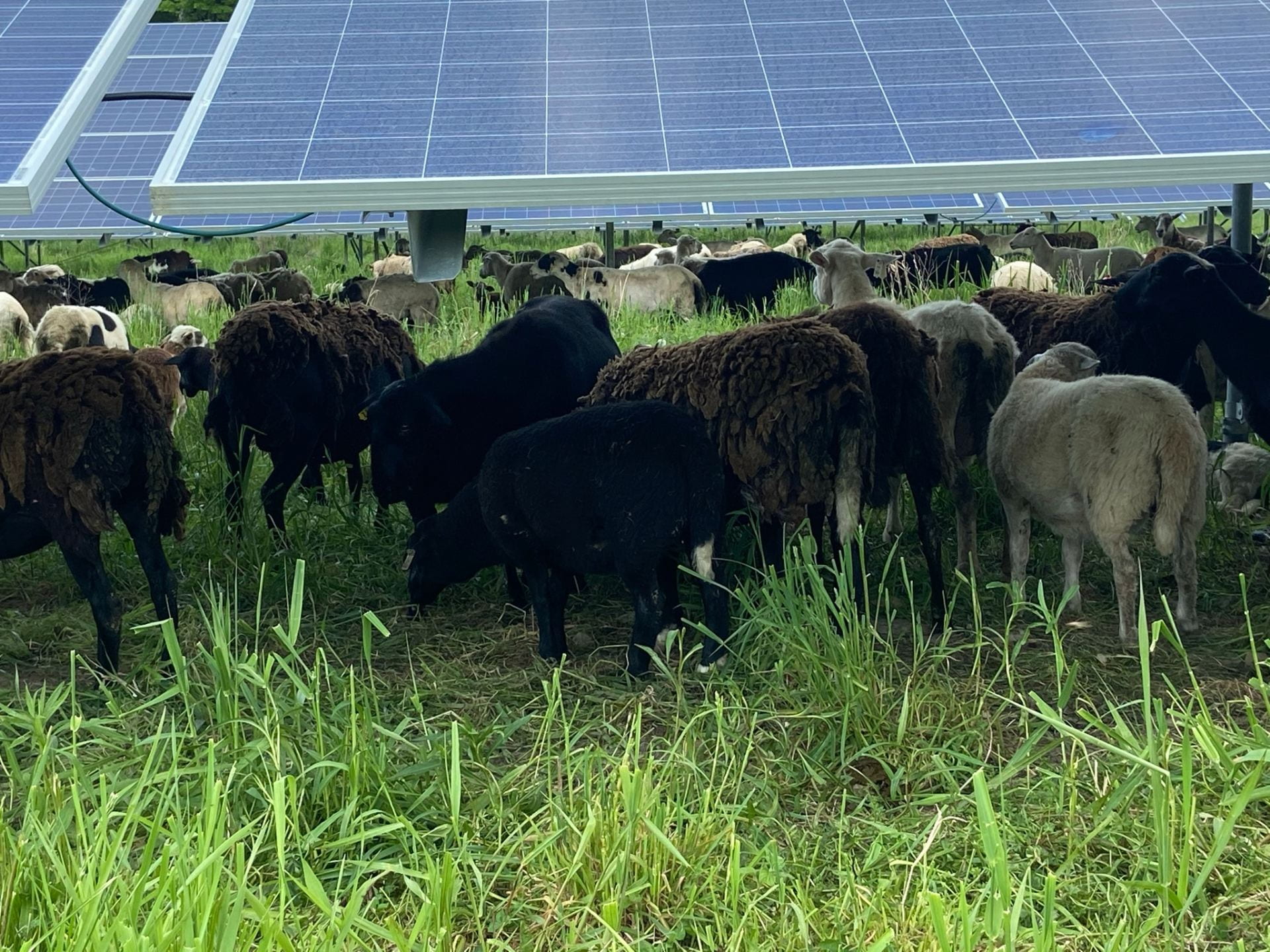 Sheep grazing under solar panels. Credit: Penn State MCOR