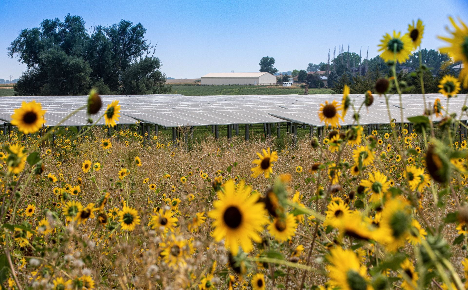 Black-eyed Susans in foreground with solar array behind and a farm field and farm building behind that. Credit: Werner Slocum/NREL, 65601